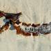 Washed Ashore