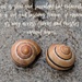 About snails 