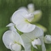 Sadly Scentless Sweet Pea