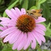 A funny little flying thing