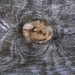 Knot Hole