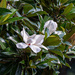 Late bloomers...