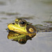 The frog and his little friend