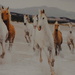 horses