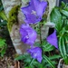 Bellflower