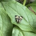 Moth