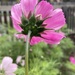 Cosmos