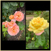 Summer Roses