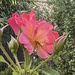 A pretty surprise this morning in the garden…