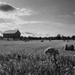 B&W Farm