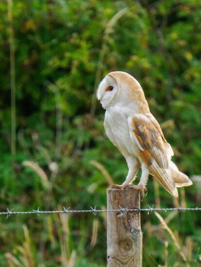  Barn Owl on post  by padlock