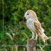 Barn Owl on post 