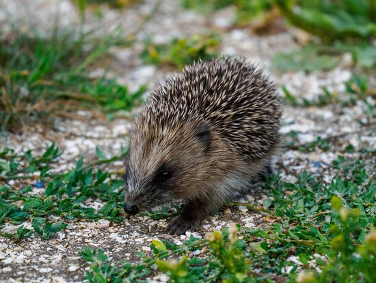  Hedgehog  by padlock
