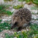  Hedgehog 