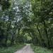 Leafy, July words