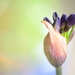 Garden Agapanthus~~~~~~