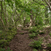 Woodland path