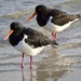 Pied Oyster Catchers P7065841