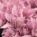 Pink flowers