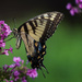Eastern Tiger Swallowtail