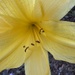 Day lily in the evening light