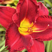 A Single Lily | RED