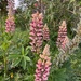 Lupins. 