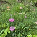 Wild flowers. 