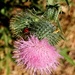 Thistle and friend