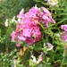 Phlox 