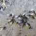 Flying Ant Day