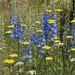 Blue and Yellow