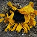 IMG_9934 Faded Sunflower 