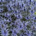 Eryngium (Sea Holly)