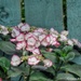 Flowering again