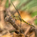 Jul 06 - Dragonfly