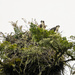 Osprey Babies Waiting for Breakfast