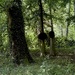 Leafy Forest & Sculptures 