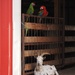 Parrot Sanctuary near Austin TX 3/3