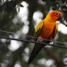 Parrot Sanctuary near Austin TX 1/3