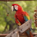Parrot Sanctuary near Austin TX 2/3