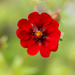 Red flower