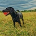 Dog and ball