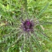 Scottish thistle. 