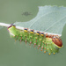 Polyphemus Moth Caterpillar
