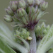 Monarch Egg