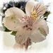 Peruvian Lily 