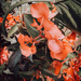 Blooming with Grace