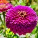 Zinnia 