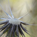 Goatsbeard